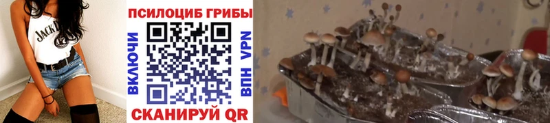 купить наркотик  Верея  Галлюциногенные грибы мицелий 